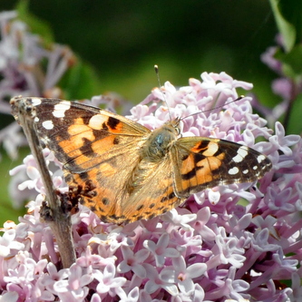 Tidselfugl%20%282%29